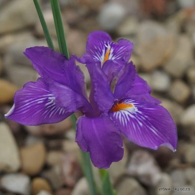 Iris leptophylla BW17663