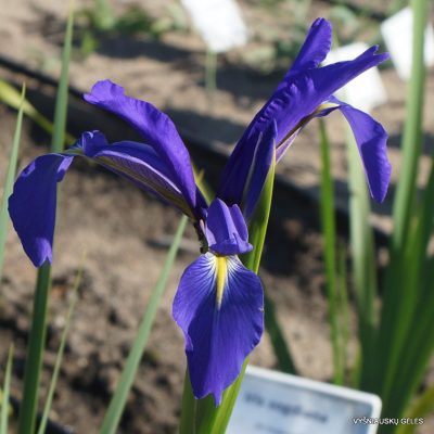 Iris notha (2)
