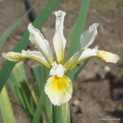 Iris orientalis (clone 1)