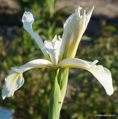 Iris orientalis (clone 2) (2)