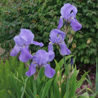 Iris pallida var.dalmatica (2)