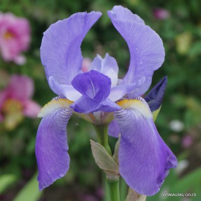 Iris pallida var.dalmatica