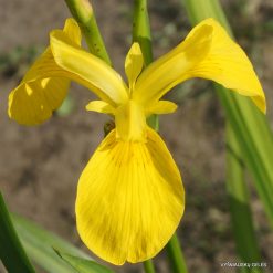 Iris pseudacorus (Compact form)