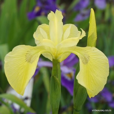 Iris pseudacorus 'E.Turnipseed' (2)