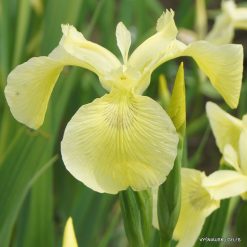 Iris pseudacorus 'E.Turnipseed'