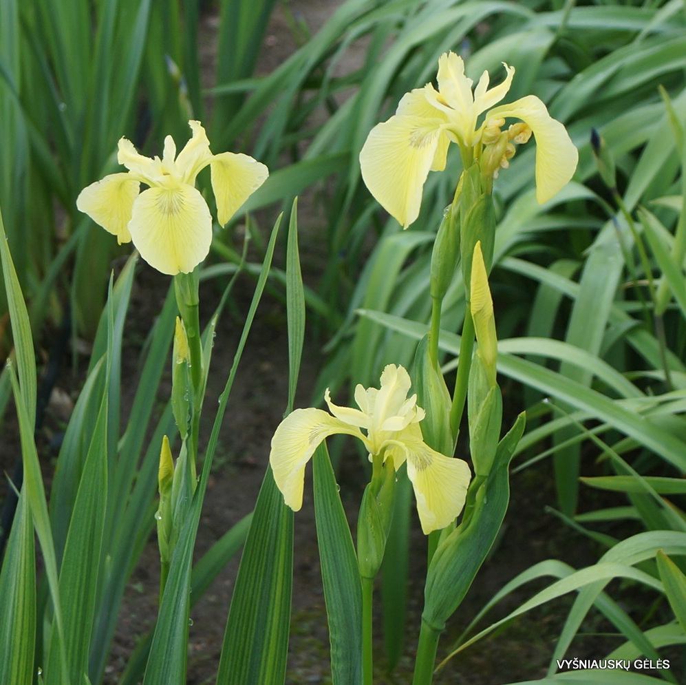 Iris pseudacorus 'E.Turnipseed' (3)