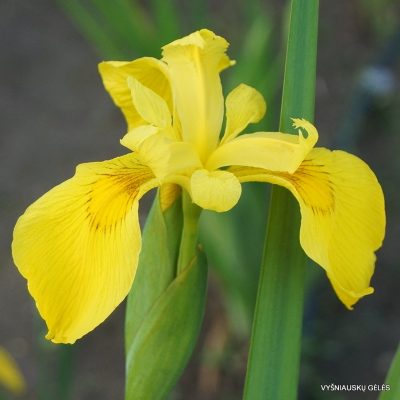 Iris pseudacorus (Giant form) (2)