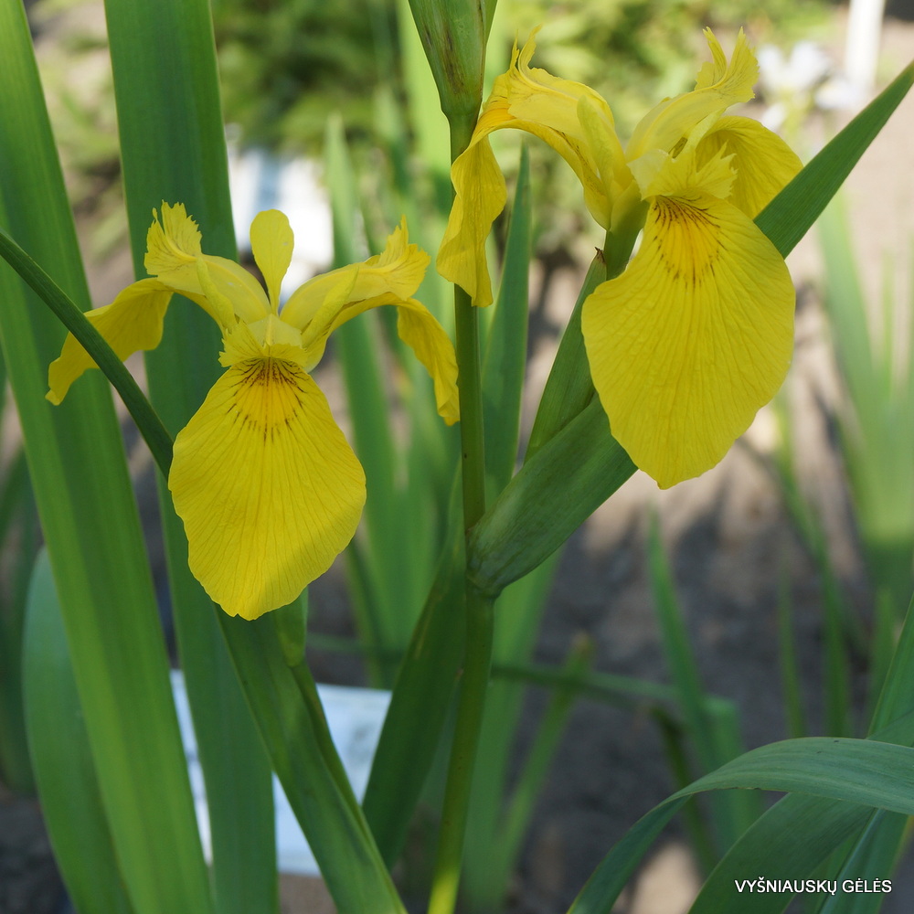 Iris pseudacorus (Giant form) (3)