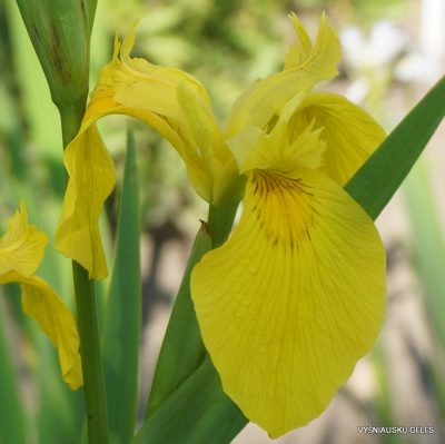 Iris pseudacorus (Giant form)