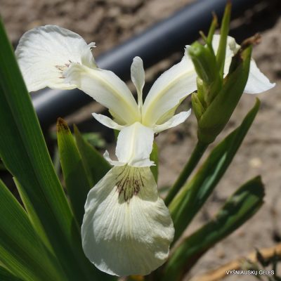 Iris pseudacorus 'Ivory'