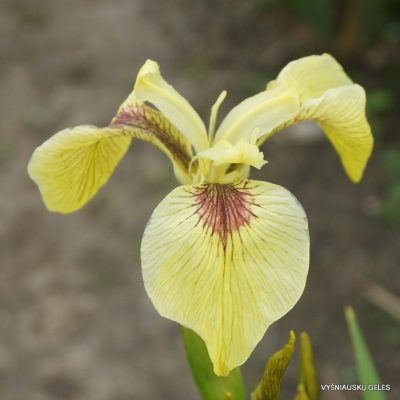 Iris pseudacorus 'Kelis Choice'