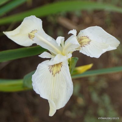 Iris pseudacorus 'Leo Dudek'