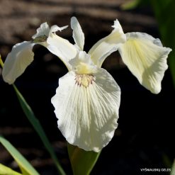 Iris pseudacorus 'Leo Dudek'