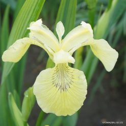 Iris pseudacorus 'Sulphur Queen'