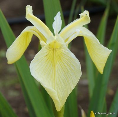 Iris pseudacorus var. bastardii (2)