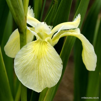 Iris pseudacorus var. bastardii