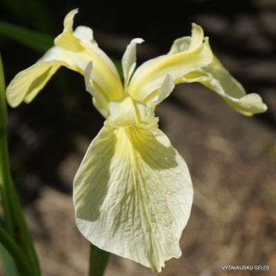 Iris pseudacorus var. bastardii (clone 1)
