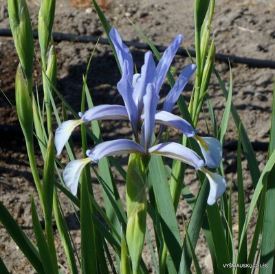 Iris pseudonotha