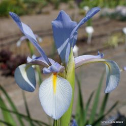 Iris pseudonotha clone 2