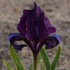 Iris pumila subsp. pumila (clone 13)