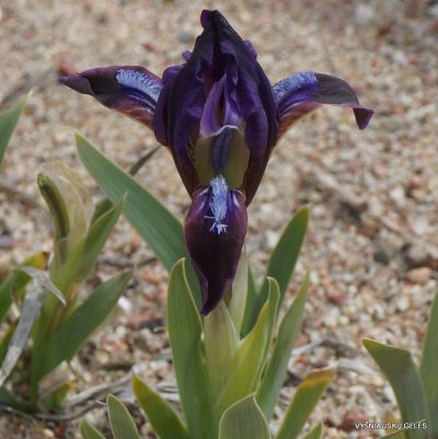 Iris pumila subsp. taurica (clone 7) (2)