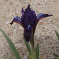 Iris pumila subsp. taurica (clone 7)