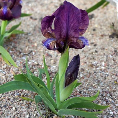 Iris reichenbachii (clone 5) (2)