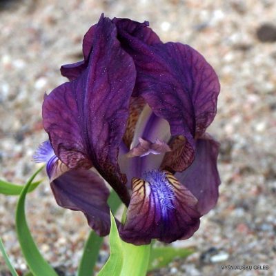 Iris reichenbachii (clone 5)
