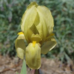 Iris reichenbachii (clone 6)