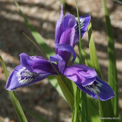 Iris ruthenica subsp. brevituba (2)