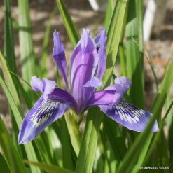 Iris ruthenica subsp. brevituba