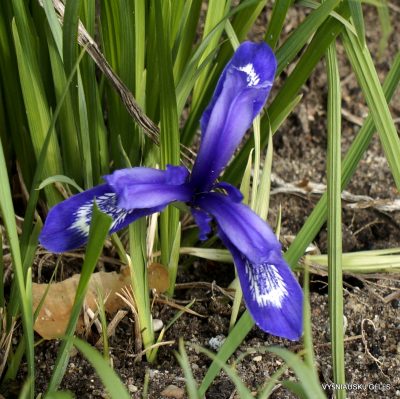 Iris ruthenica var. nana (2)