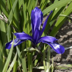 Iris ruthenica var. nana