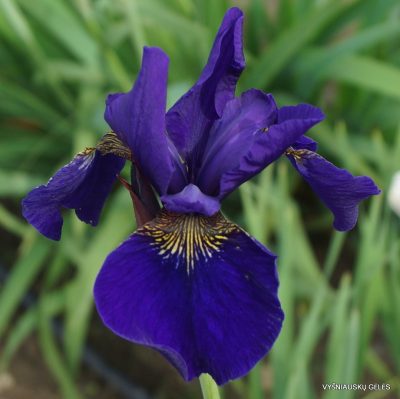 Iris sanguinea 'Kamayama' (2)