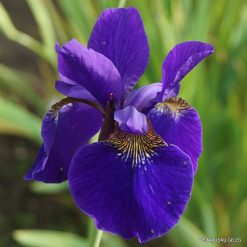 Iris sanguinea 'Kamayama'