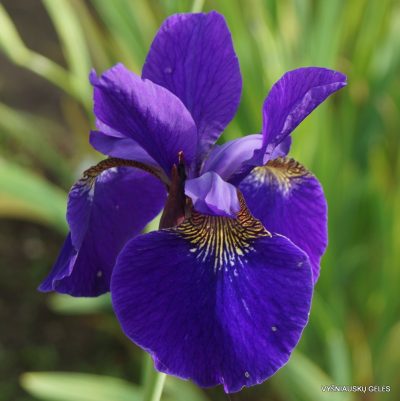 Iris sanguinea 'Kamayama'