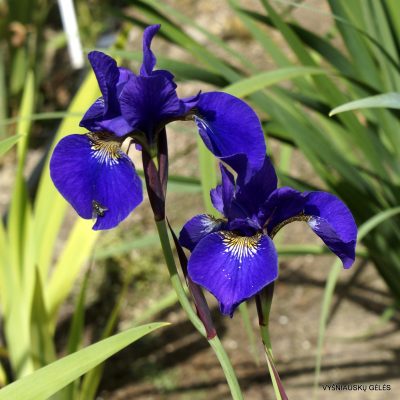 Iris sanguinea ‘Kamayama’