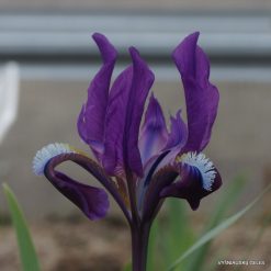 Iris scariosa