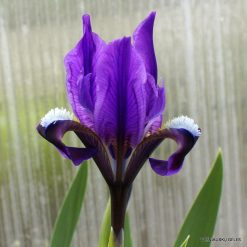 Iris scariosa (clone 1) (3)