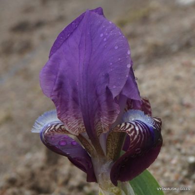 Iris schachtii (2)