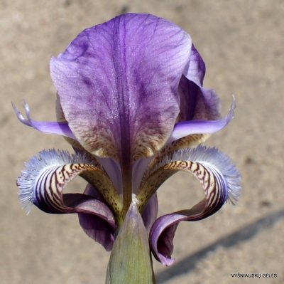 Iris schachtii