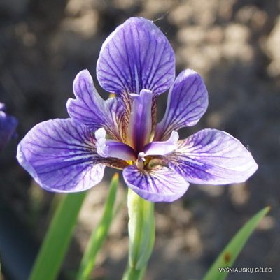 Iris setosa subsp. canadensis (2)