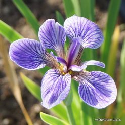 Iris setosa subsp. canadensis