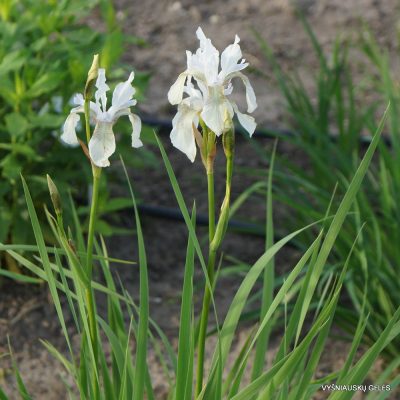 Iris sibirica f.alba (2)