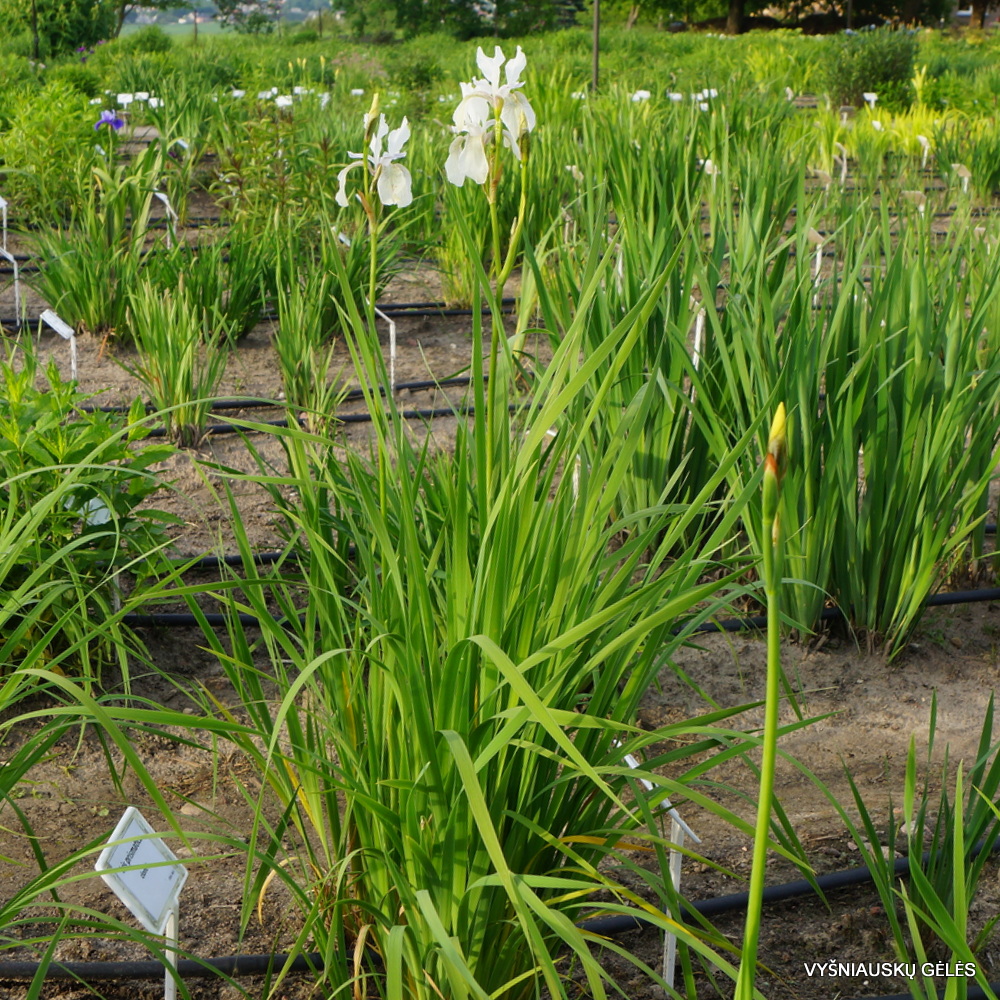 Iris sibirica f.alba (3)