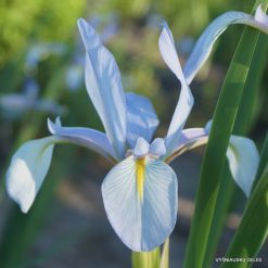 Iris spuria ssp.musulmanica (clone 1)