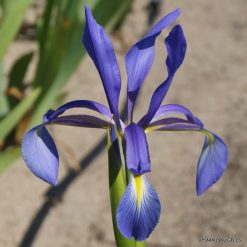 Iris spuria subsp. demetrii (clone 2)
