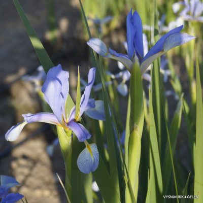 Iris spuria subsp. musulmanica