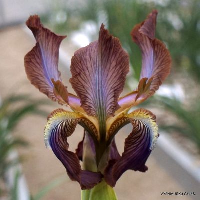 Iris stolonifera 'Sina Dark'