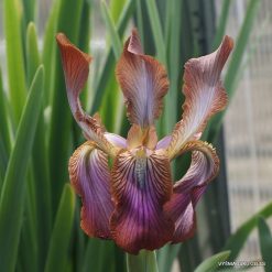 Iris stolonifera ‘Sina Dark‘